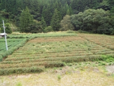 NO3636 静岡県浜松市天竜区春野町杉 売家