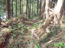 NO3699 静岡県浜松市天竜区月 山林